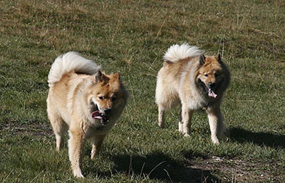 Legro mit Lasca.jpg - Legro mit Lasca